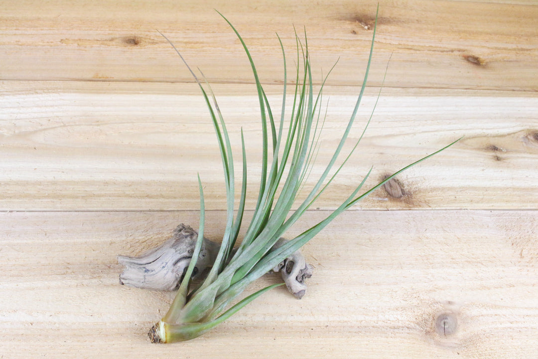 tillandsia fasciculata air plant