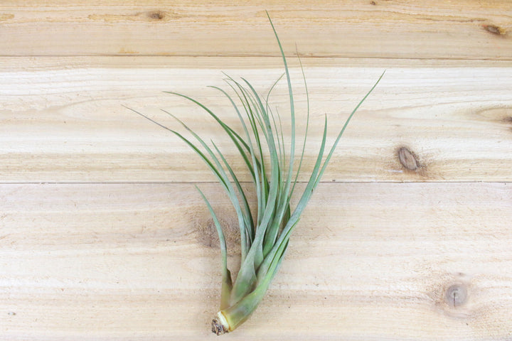 tillandsia fasciculata air plant