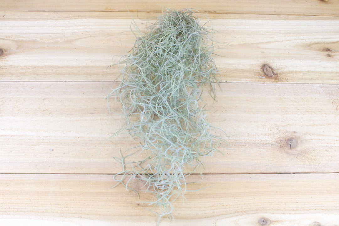 tillandsia spanish moss air plant