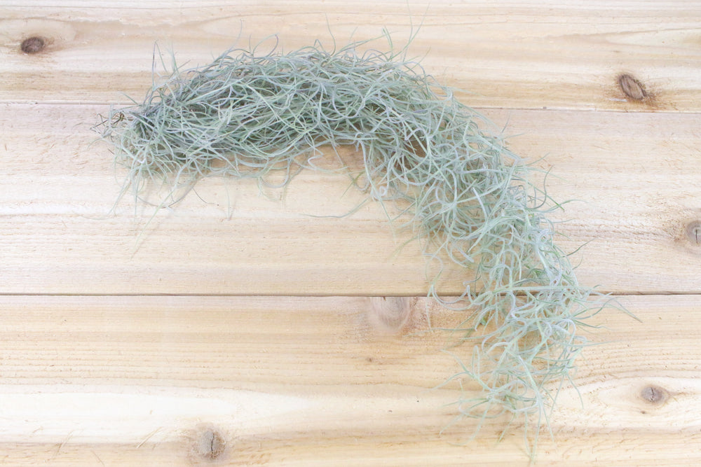 Guatemala Gray Spanish Moss Strands With Wire Hanger