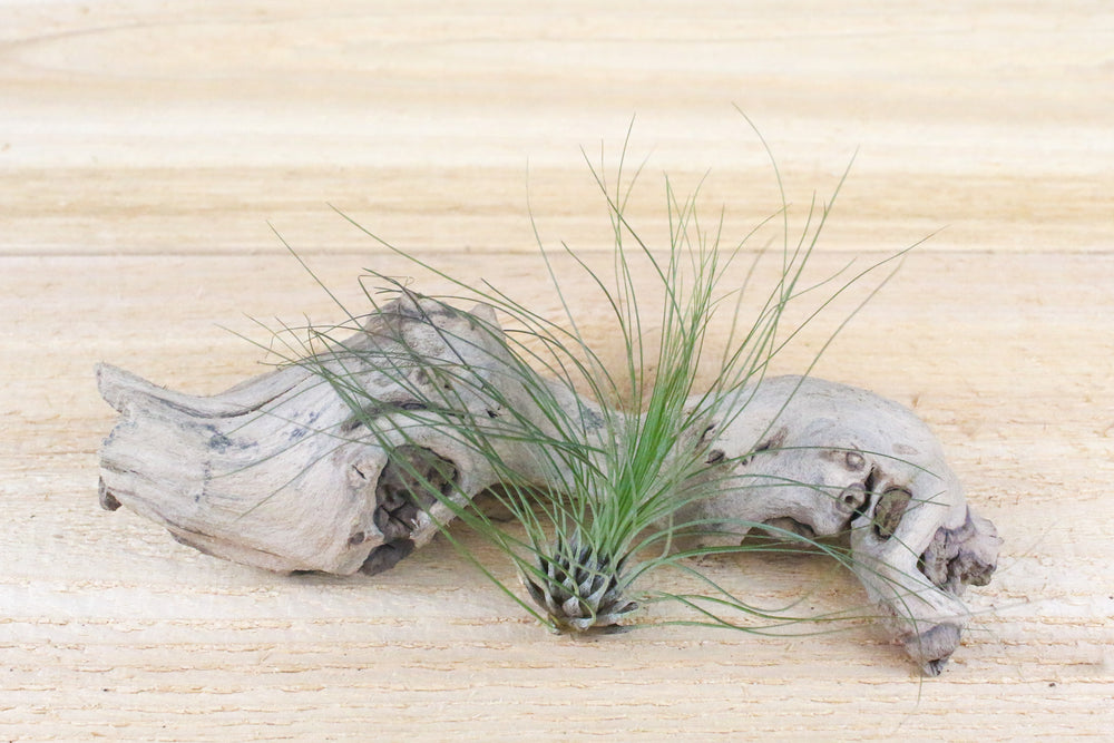 Tillandsia Filifolia Air Plant