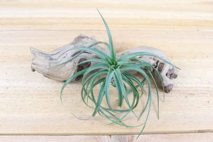 tillandsia aeranthos air plant