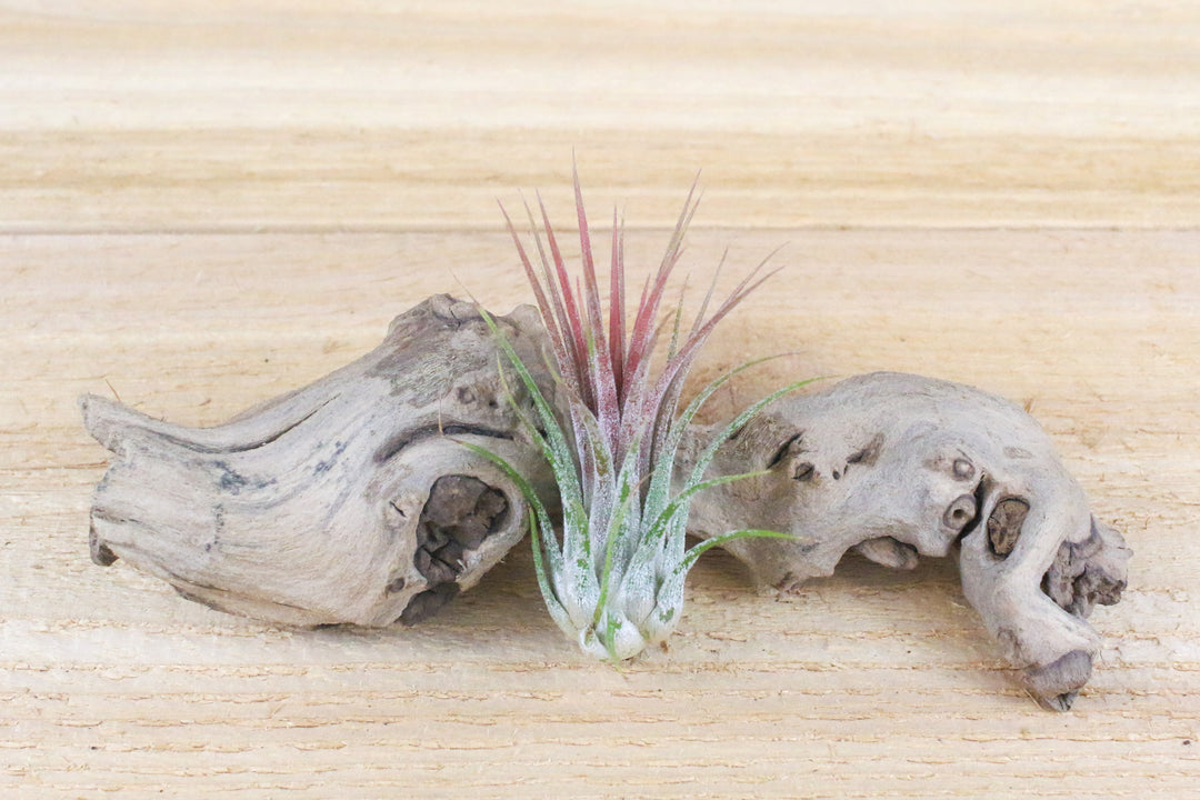 blushing tillandsia ionantha scaposa air plant