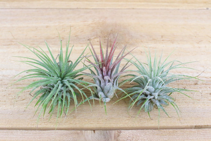 Three Tillandsia Ionantha Guatemala Air Plants