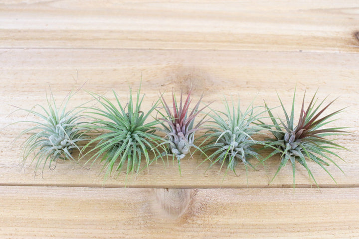 tillandsia ionantha guatemala air plants