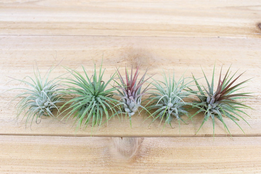 5 tillandsia ionantha guatemala air plants