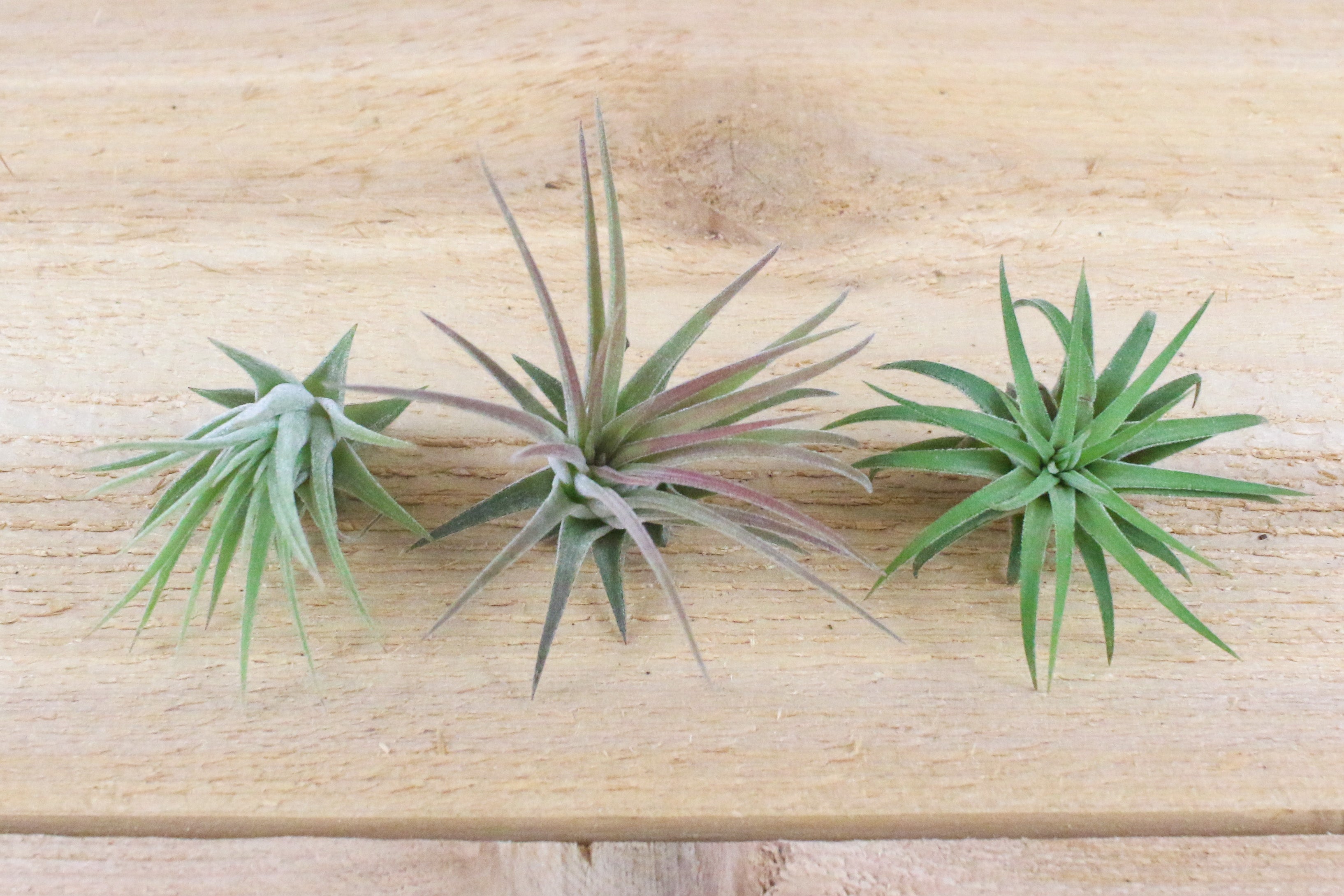 Tillandsia Ionantha Mexican Air Plants [Single Plant] – Air Plant Shop