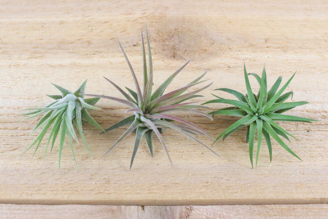 three tillandsia ionantha mexican air plants