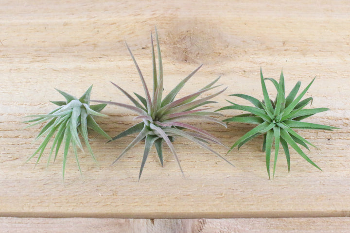  Three Tillandsia Ionantha Mexican Air Plants