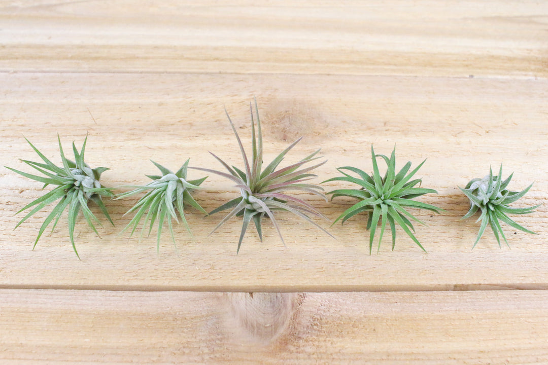 five tillandsia ionantha mexican air plants