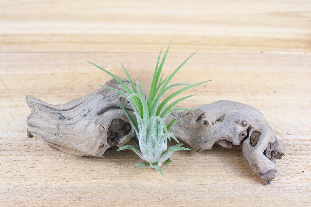 tillandsia ionantha rubra air plant