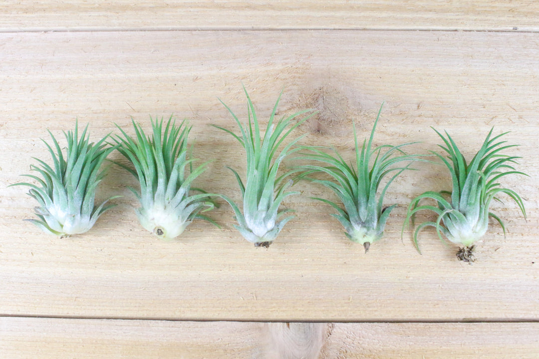 five tillandsia ionantha rubra air  plants