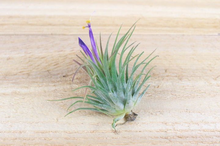 blooming tillandsia ionantha rubra air plant