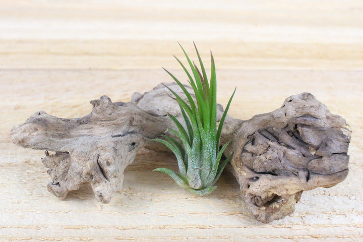 Tillandsia Ionantha Fuego Air Plant