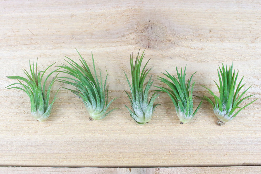 five tillandsia ionantha fuego air plants