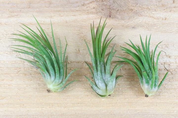 three tillandsia ionantha fuego air plants