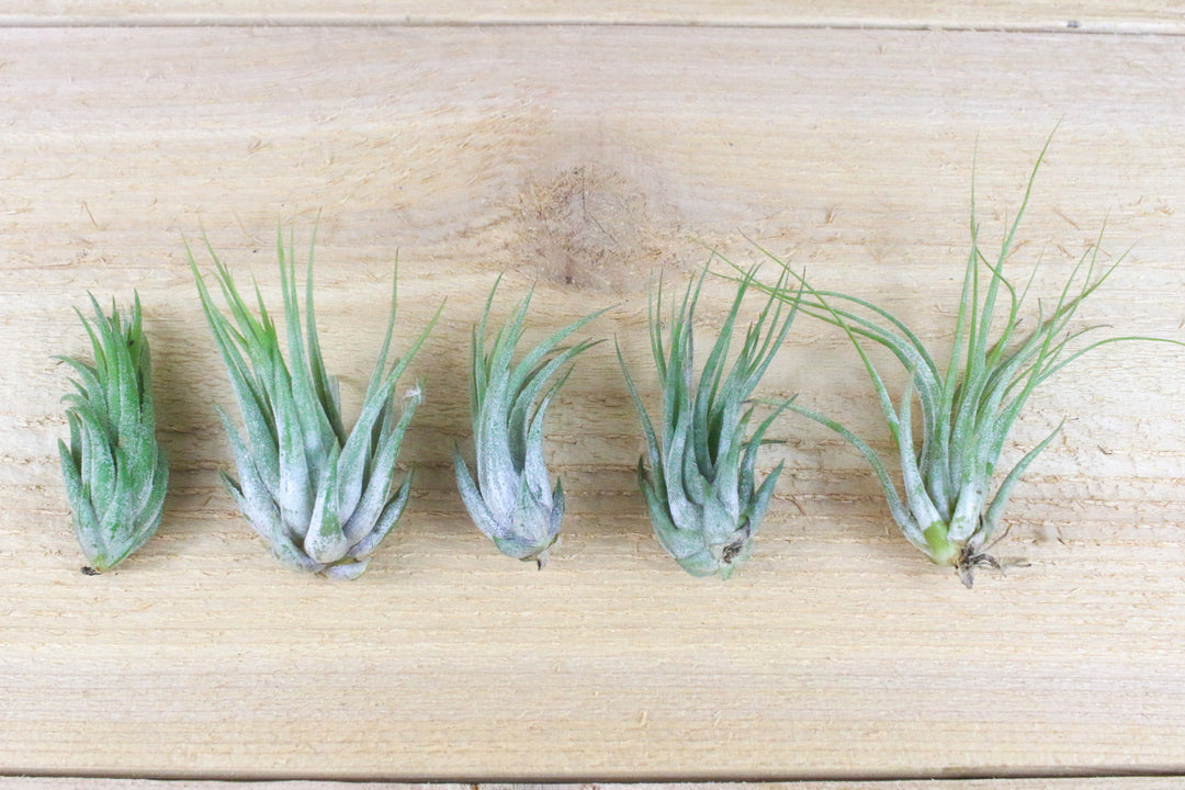 Tillandsia Ionantha Scaposa Air Plants