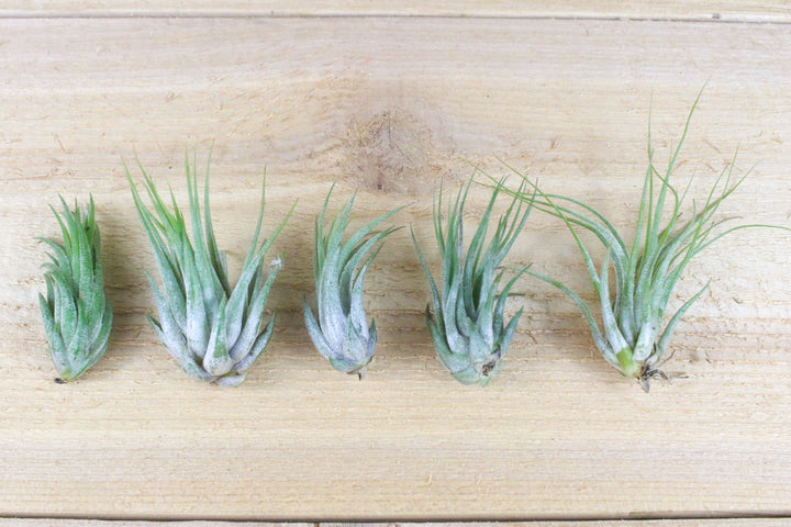 five tillandsia ionantha scaposa air plants