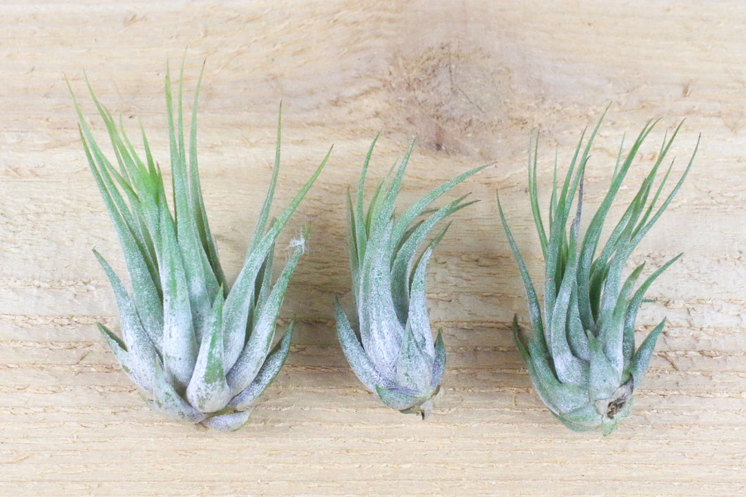 three tillandsia ionantha scaposa air plants