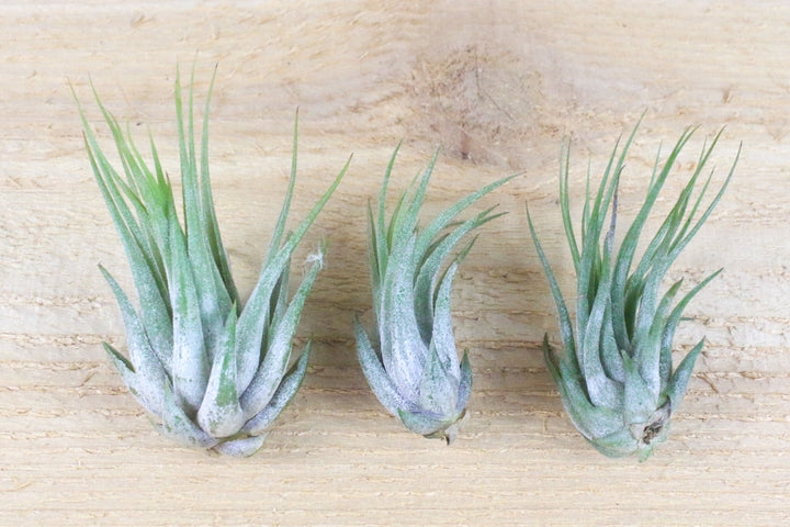 Three Large Tillandsia Ionantha Scaposa Air Plants