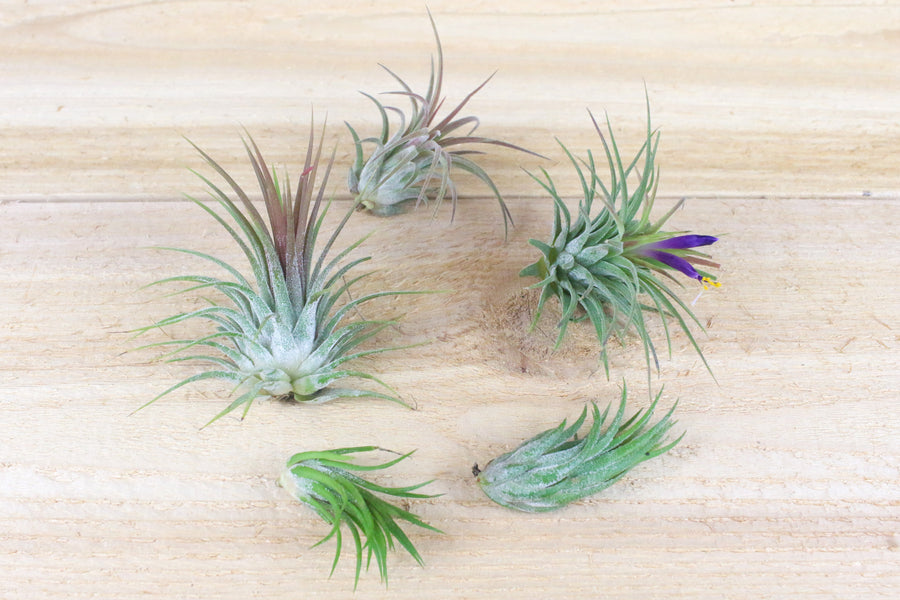 five assorted tillandsia air plants