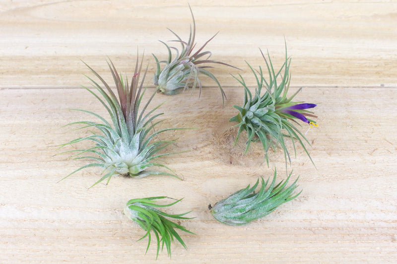 Assorted blushing and blooming tillandsia ionantha air plants