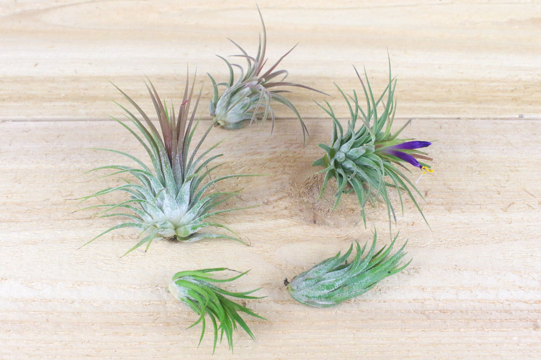 5 assorted tillandsia ionantha air plants