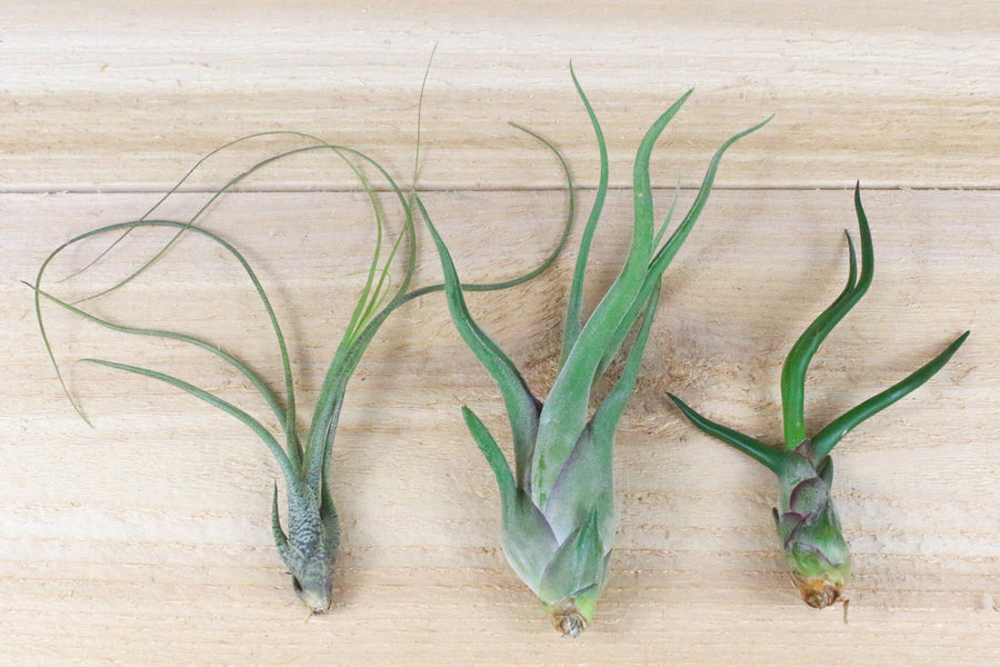 tillandsia butzii, caput medusae and bulbosa guatemala air plants