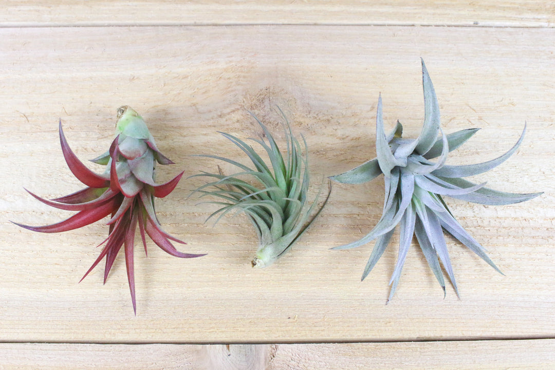 Tillandsia red abdita, tenuifolia and harrisii air plants