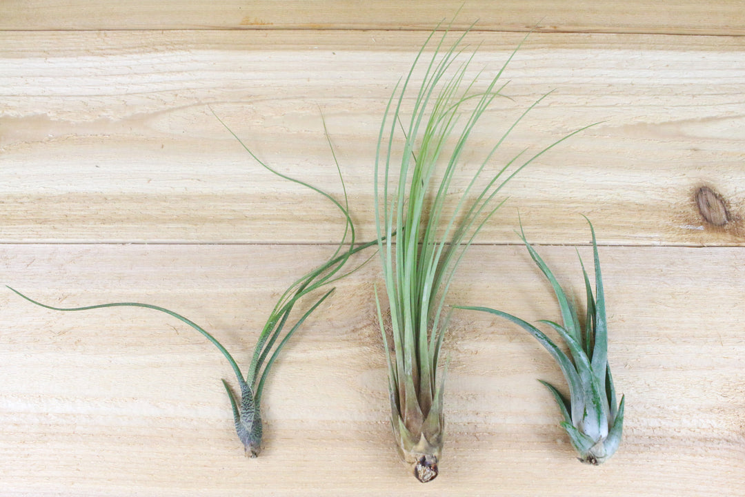 tillandsia butzii, juncea and circinata air plants