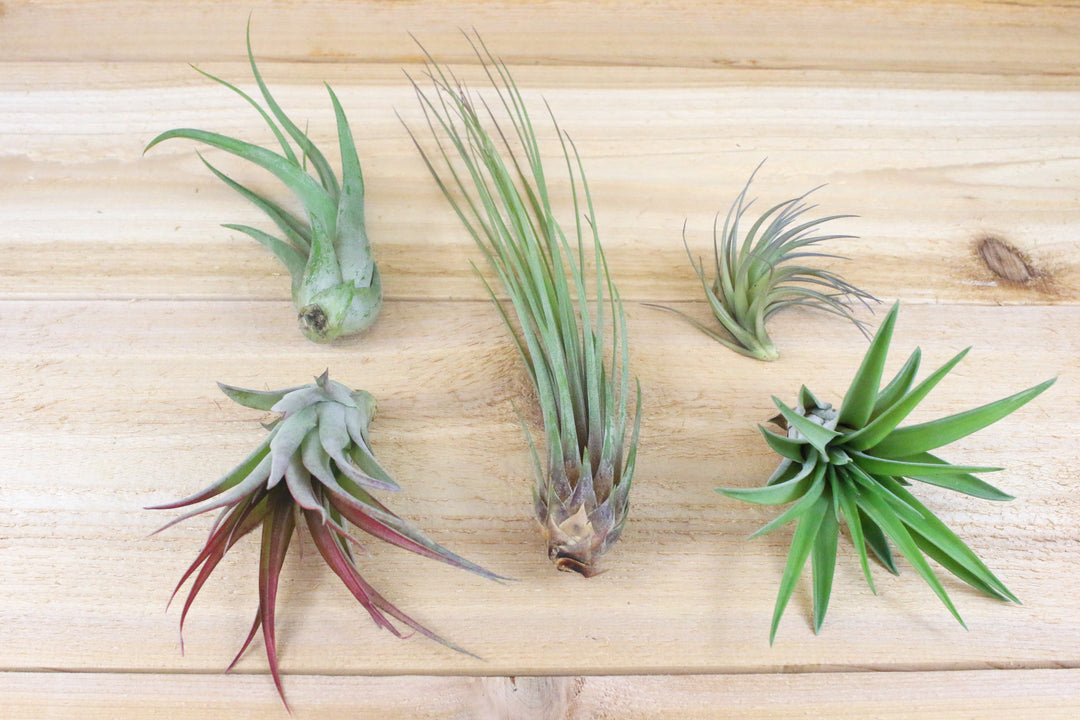 Tillandsia abdita, caput medusae, juncea, tenuifolia and velutina air plants