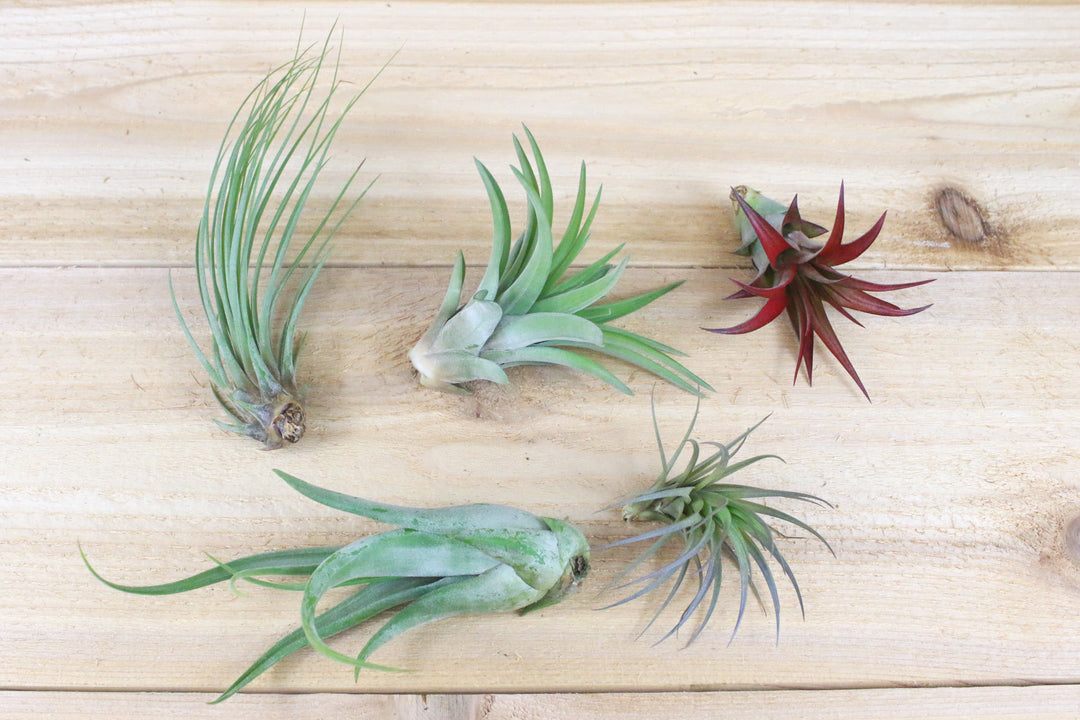 Tillandsia abdita, caput medusae, juncea, tenuifolia and velutina air plants