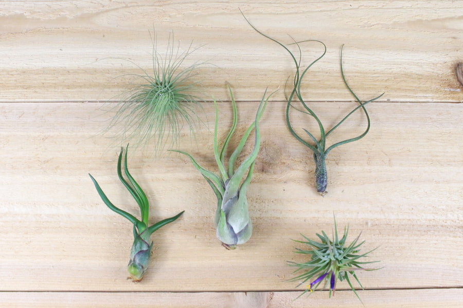 tillandsia bulbosa guatemala, argentea thin, caput medusae, butzii and ionantha guatemala air plants