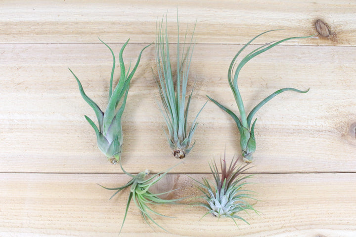 Tillandsia caput medusae, juncea, baileyi, tenuifolia and ionantha guatemala air plants