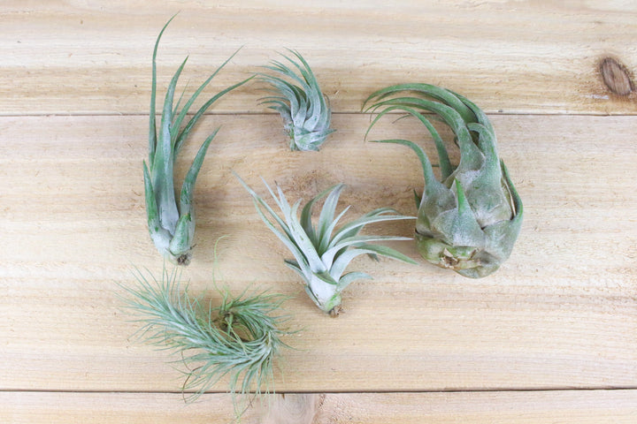 tillandsia circinata, harrisii, scaposa, funckiana and seleriana air plants