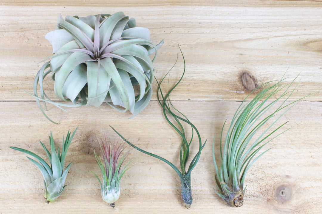 tillandsia xerographica, velutina, ionantha guatemala, butzii, and juncea air plants