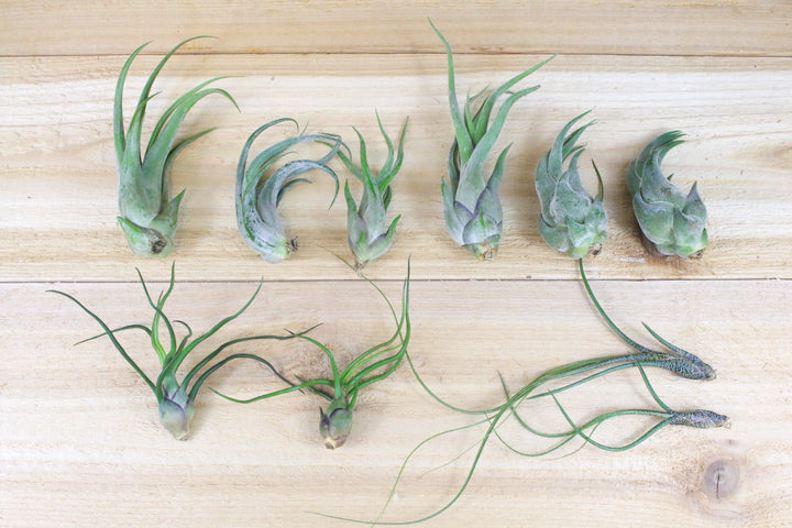 2 tillandsia circinata, caput medusae, seleriana, bulbosa guatemala and butzii air plants