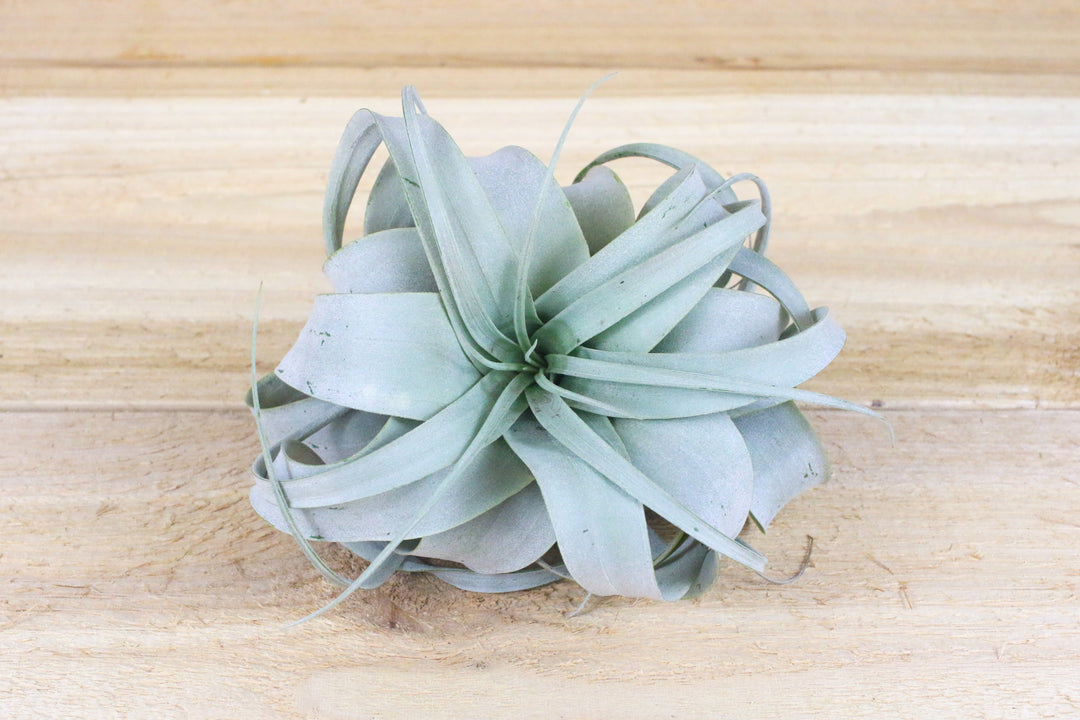 tillandsia xerographica air plant