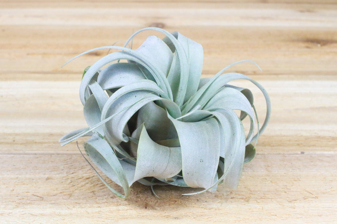 small tillandsia xerographica air plant