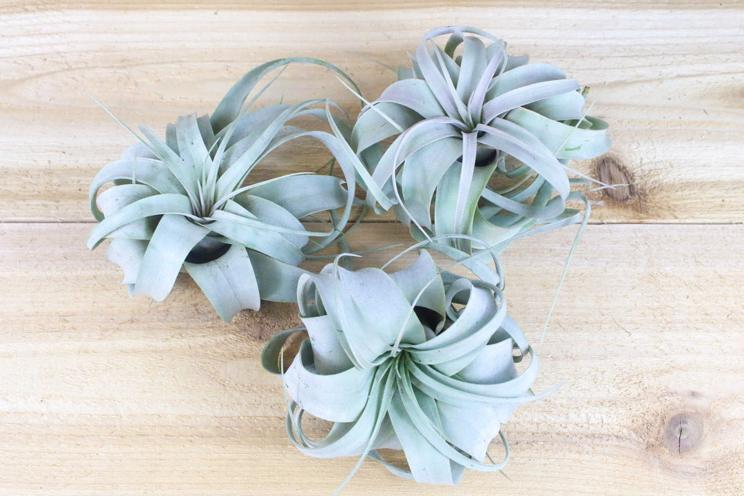 three small tillandsia xerographica air plants