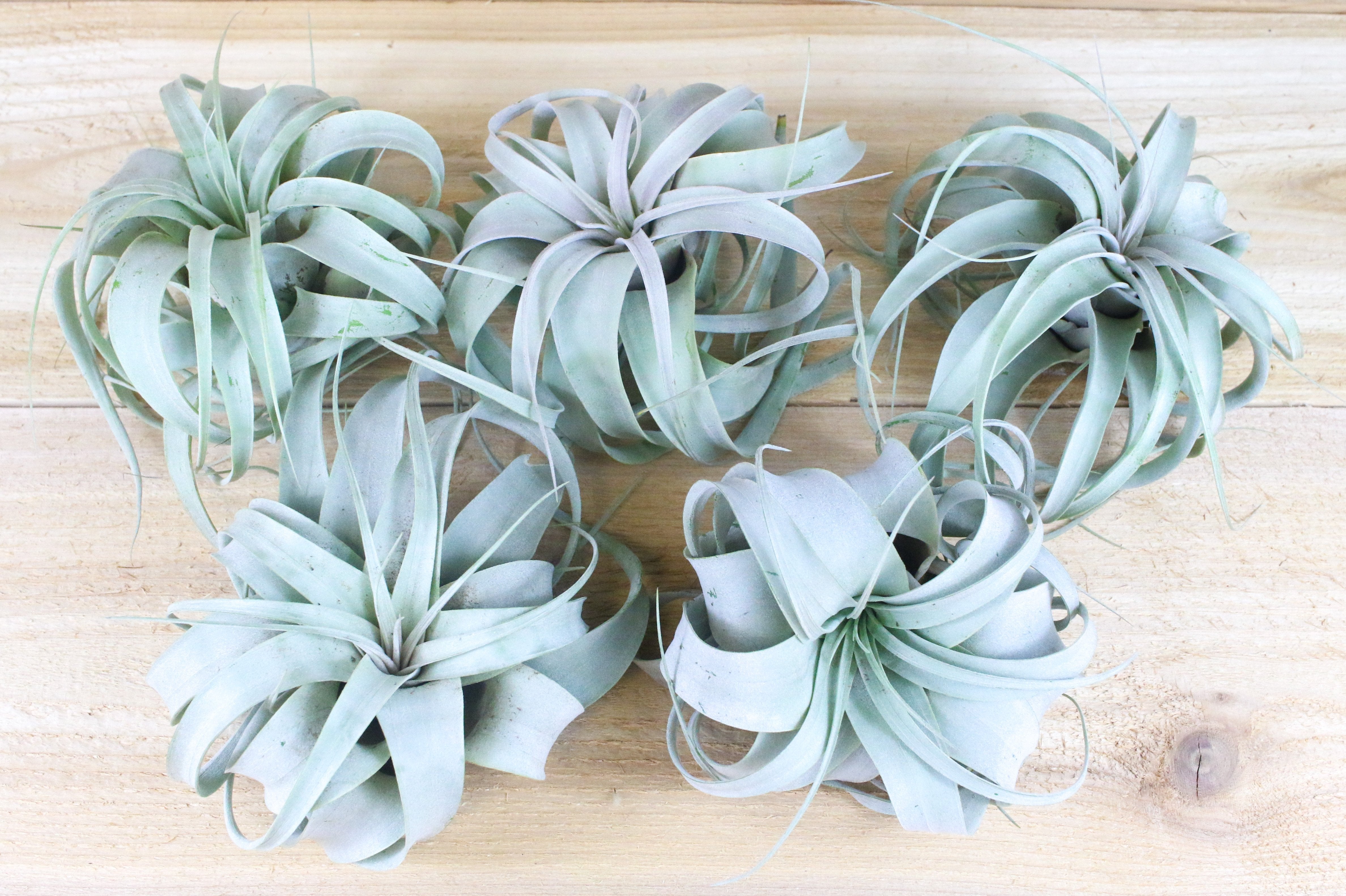 Small Tillandsia Xerographica Air Plants - 3 for $25 – Air