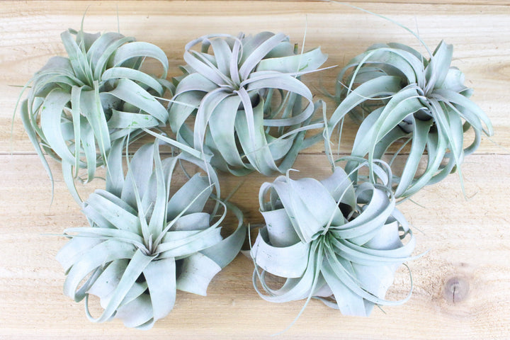 zero grafica air plant Sale: 3 for $30 Special