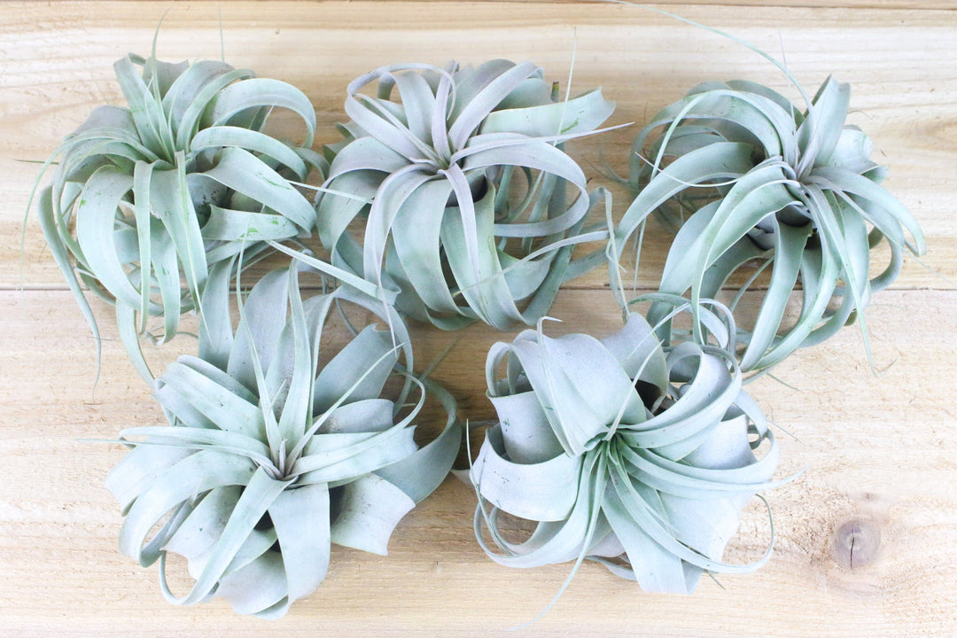 5 tillandsia xerographica air plants