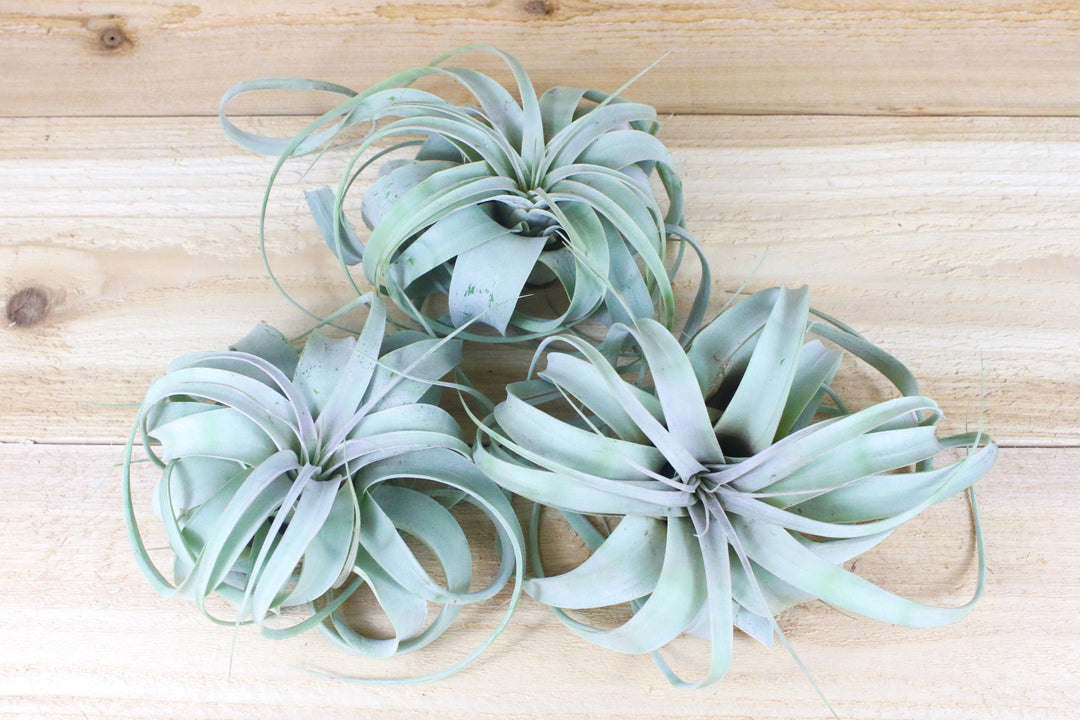 3 tillandsia xerographica air plants