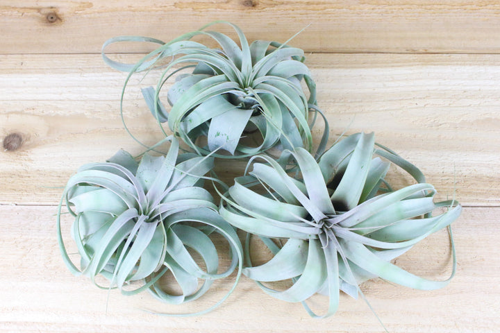 air plants real Medium Tillandsia Xerographica Air Plant / 5-6 Inches Wide
