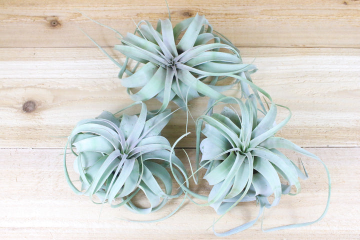 3 tillandsia xerographica air plants