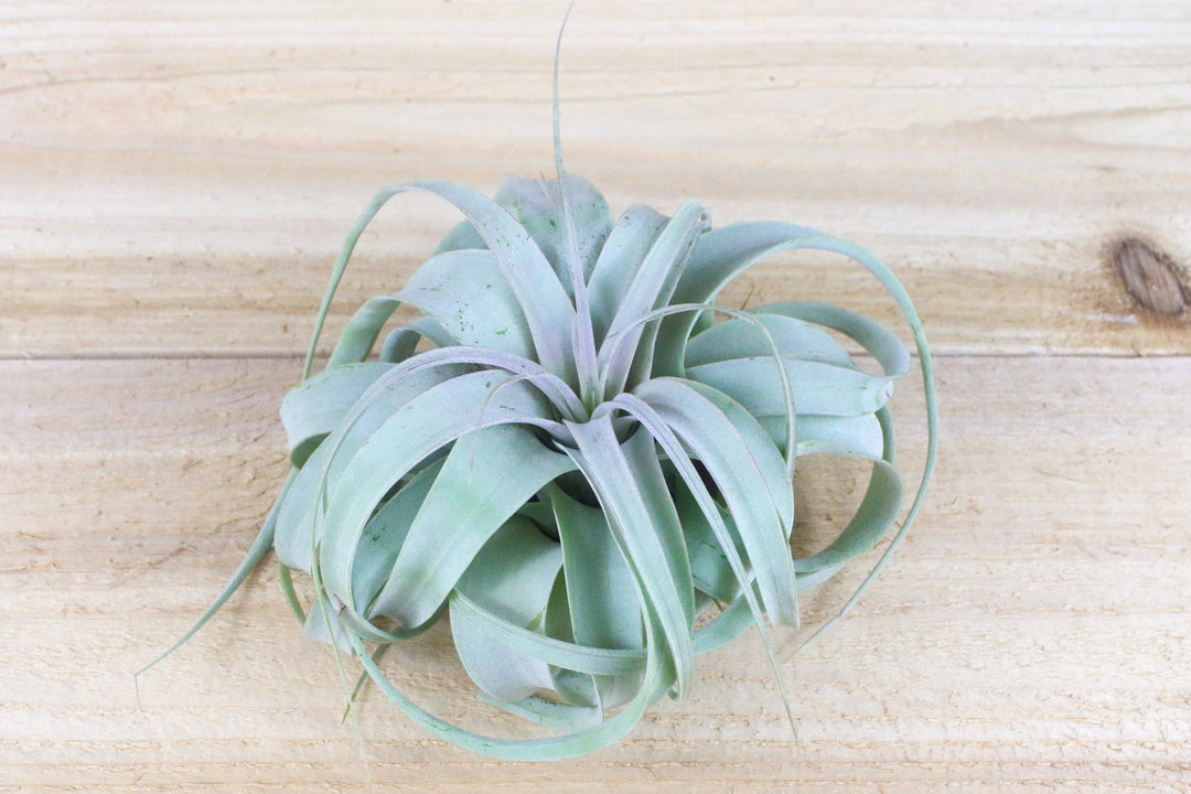 tillandsia xerographica air plant