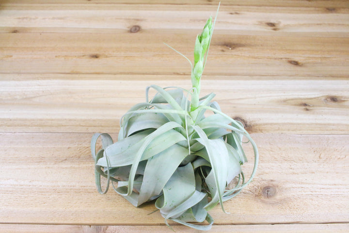 large tillandsia xerographica air plant with bloom spike