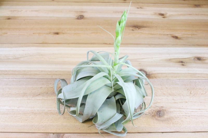 Large Tillandsia Xerographica Air Plant with bloom spike