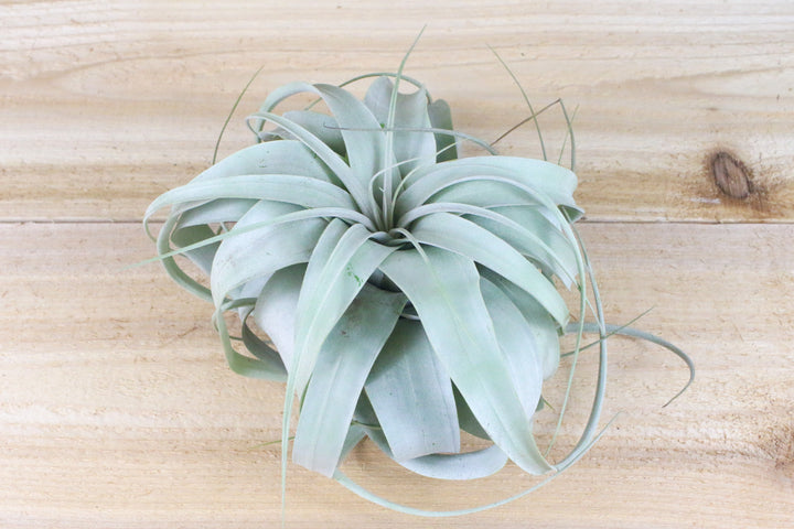 Tillandsia Xerographica Air Plant